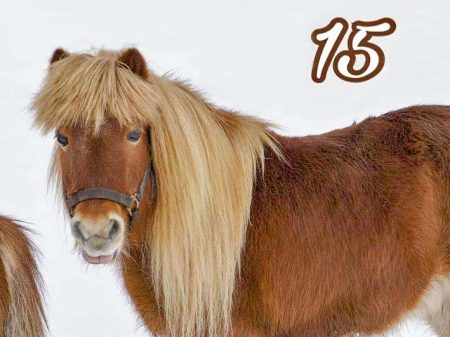 Pferd Otto / © 2016 Arche KaNaum (DN)