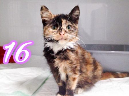 Kätzin Philomena / © 2016 Arche KaNaum (DN)