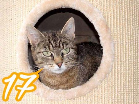 Kätzin Benice / © 2016 Arche KaNaum (NH)