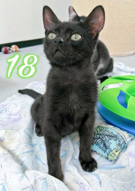 Kater Kobo / © 2016 Arche KaNaum (OS)