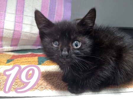 Kätzin Dusty / © 2016 Arche KaNaum (OS)