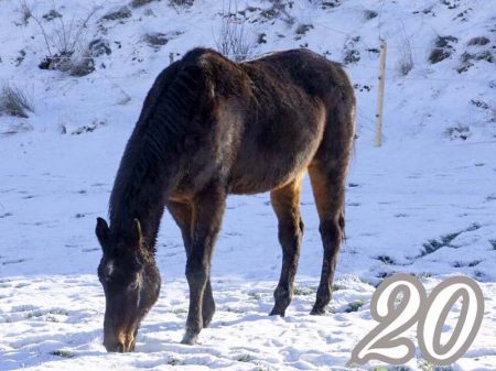 Russisch Warmblut Sir Tobi / © 2016 Arche KaNaum (DN)