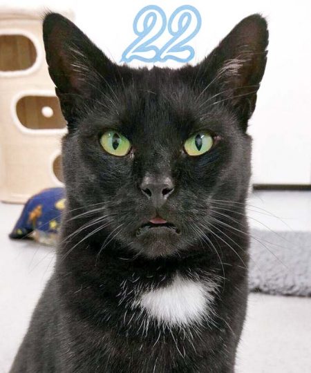 Kater Bruno / © 2016 Arche KaNaum (OS)