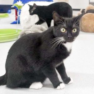 Kater Haru / © 2017 Arche KaNaum (JM)