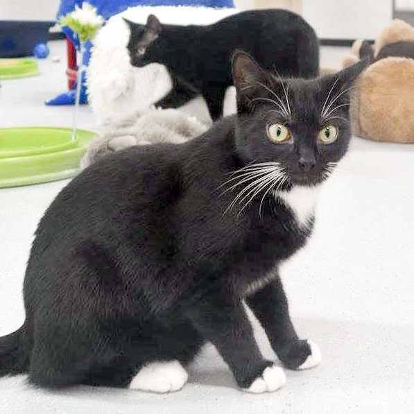 Kater Haru / © 2017 Arche KaNaum (JM) Kater Haru / © 2017 Arche KaNaum (JM)