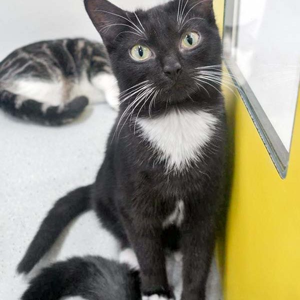 Kater Haru / © 2017 Arche KaNaum (JM) Kater Haru / © 2017 Arche KaNaum (JM)