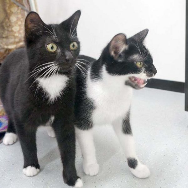 Kater Haru (l.) und Kätzin Tama / © 2017 Arche KaNaum (JM) Kater Haru (l.) und Kätzin Tama / © 2017 Arche KaNaum (JM)