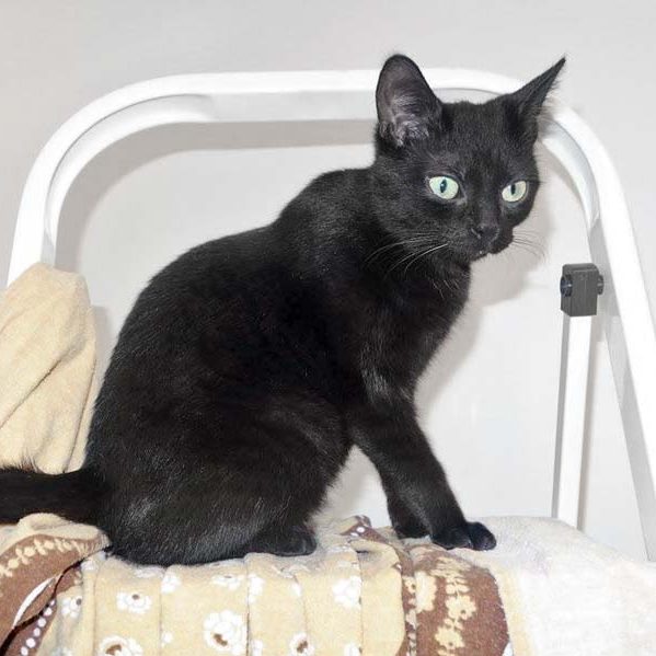 Kater Kobo / © 2017 Arche KaNaum (JM) Kater Kobo / © 2017 Arche KaNaum (JM)