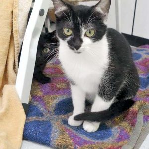 Kätzin Tama / © 2017 Arche KaNaum (JM)