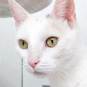 Kätzin Bijou  / © 2017 Arche KaNaum (DN) Kätzin Bijou / © 2017 Arche KaNaum (DN)