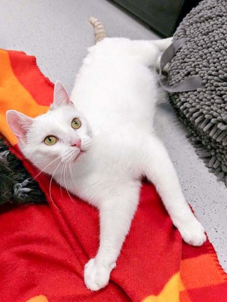 Kätzin Bijou / © 2017 Arche KaNaum (OS)