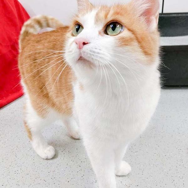 Kätzin Casandra / © 2017 Arche KaNaum (OS) Kätzin Casandra / © 2017 Arche KaNaum (OS)