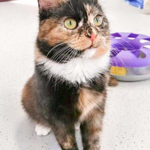 Kätzin Philomena / © 2016 Arche KaNaum (OS) Kätzin Philomena / © 2016 Arche KaNaum (OS)