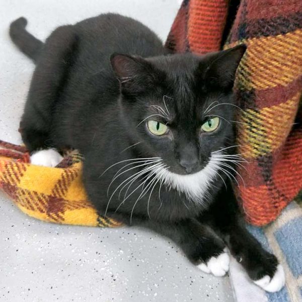 Kater Haru / © 2017 Arche KaNaum (OS) Kater Haru / © 2017 Arche KaNaum (OS)