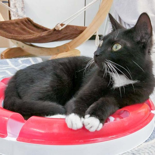 Kater Haru / © 2017 Arche KaNaum (OS) Kater Haru / © 2017 Arche KaNaum (OS)