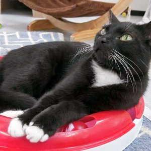 Kater Haru / © 2017 Arche KaNaum (OS)