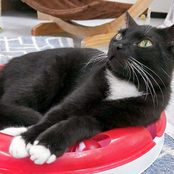 Kater Haru / © 2017 Arche KaNaum (OS) Kater Haru / © 2017 Arche KaNaum (OS)