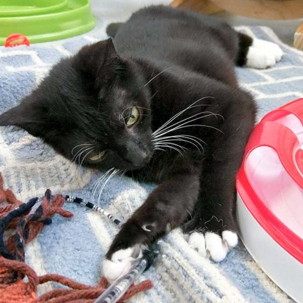 Kater Haru / © 2017 Arche KaNaum (OS) Kater Haru / © 2017 Arche KaNaum (OS)