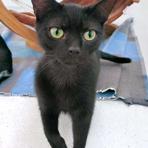 Kater Kobo / © 2017 Arche KaNaum (OS) Kater Kobo / © 2017 Arche KaNaum (OS)