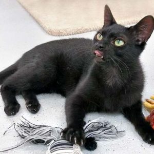 Kater Kobo / © 2017 Arche KaNaum (OS)