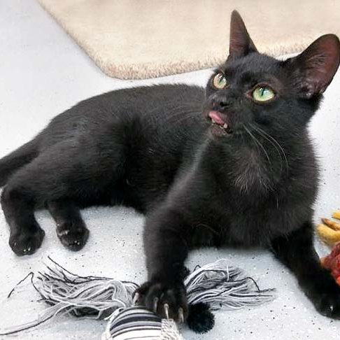 Kater Kobo / © 2017 Arche KaNaum (OS) Kater Kobo / © 2017 Arche KaNaum (OS)