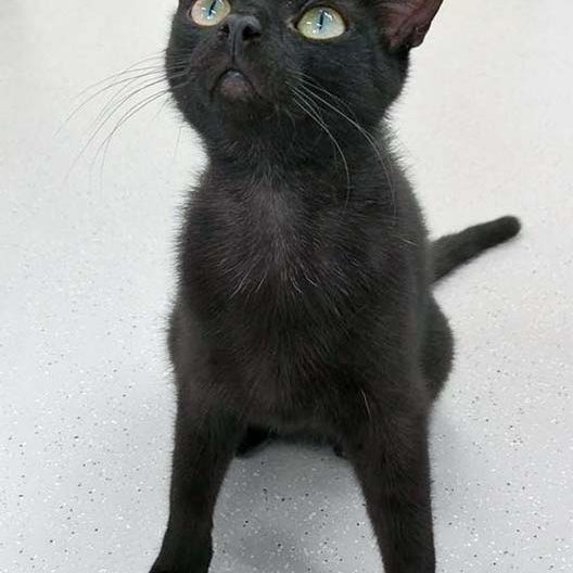 Kater Kobo / © 2017 Arche KaNaum (OS) Kater Kobo / © 2017 Arche KaNaum (OS)