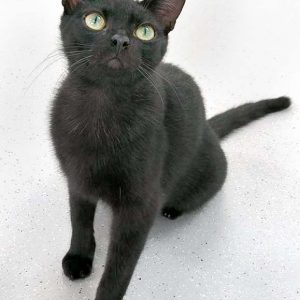 Kater Kobo / © 2017 Arche KaNaum (OS)