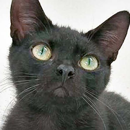 Kater Kobo / © 2017 Arche KaNaum (OS) Kater Kobo / © 2017 Arche KaNaum (OS)