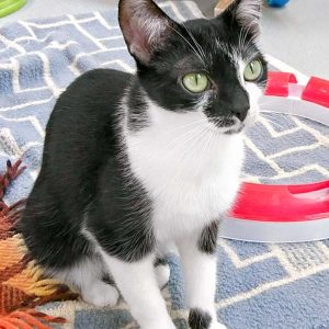 Kätzin Tama / © 2017 Arche KaNaum (OS)