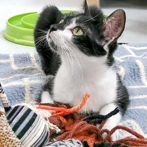 Kätzin Tama / © 2017 Arche KaNaum (OS)