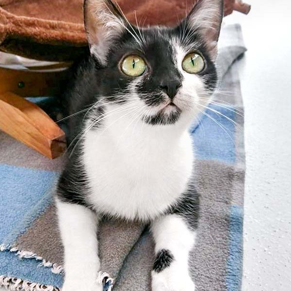 Kätzin Tama / © 2017 Arche KaNaum (OS) Kätzin Tama / © 2017 Arche KaNaum (OS)