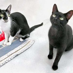 Kätzin Tama mit Bruder Kobo / © 2017 Arche KaNaum (OS)