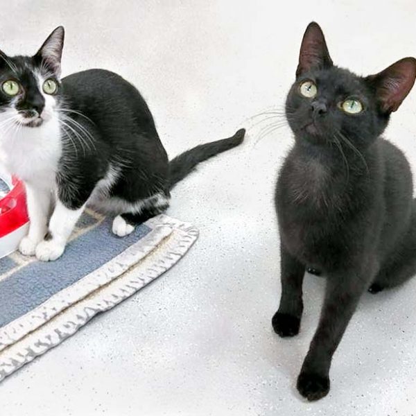 Kätzin Tama mit Bruder Kobo / © 2017 Arche KaNaum (OS) Kätzin Tama mit Bruder Kobo / © 2017 Arche KaNaum (OS)