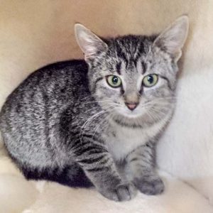 Kätzin Dobby / © 2016 Arche KaNaum (JM)