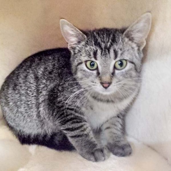 Kätzin Dobby / © 2016 Arche KaNaum (JM)