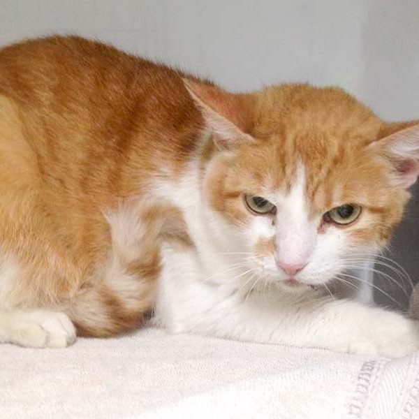 Kätzin Casandra / © 2016 Arche KaNaum (DN) Kätzin Casandra / © 2016 Arche KaNaum (DN)