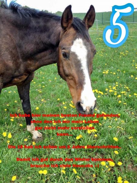 Gnadenhof-Pferd Carthago / © 2016 Arche KaNaum (DN)