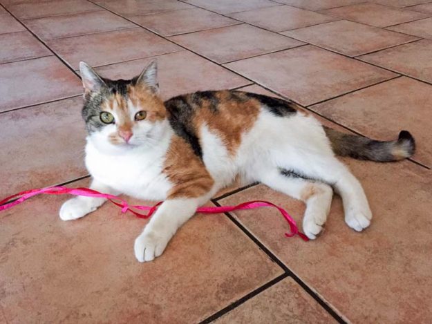 Kätzin Dixie im neuen Zuhause / © 02.12.'16 Privat