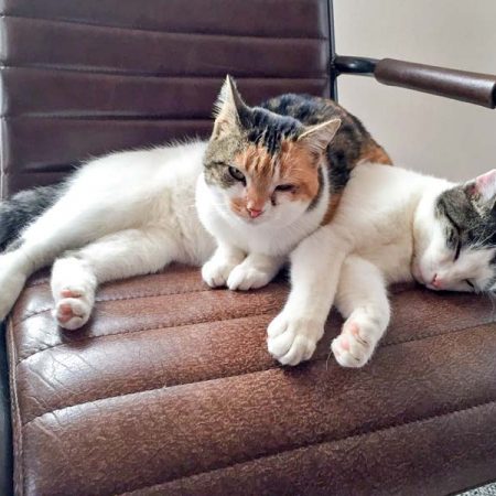 Katzenpärchen Jerry (r.) und Dixie im neuen Zuhause / © 02.12.'16 Privat