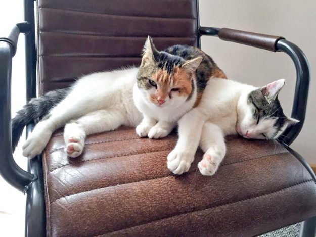 Katzenpärchen Jerry (r.) und Dixie im neuen Zuhause / © 02.12.'16 Privat