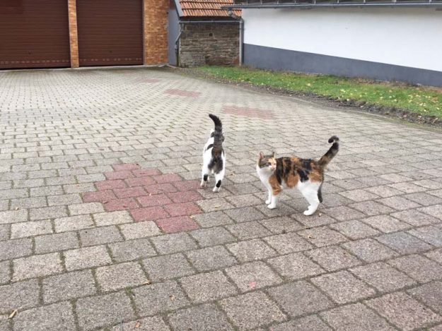 Katzenpärchen Jerry (l.) und Dixie im neuen Zuhause / © 02.12.'16 Privat