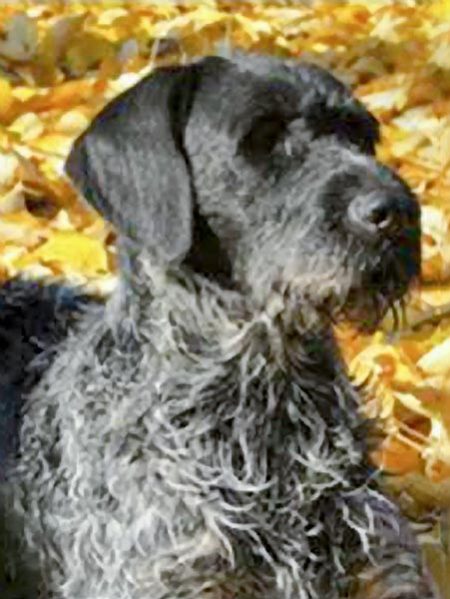 Vermisst: Deutsch Drahthaar Ole / © 2016 Privat