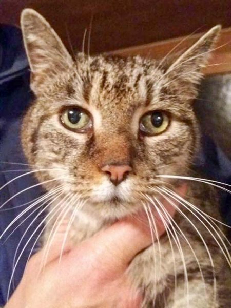 Zugelaufener Kater aus Volkmarsen-Külte / © 2016 Privat