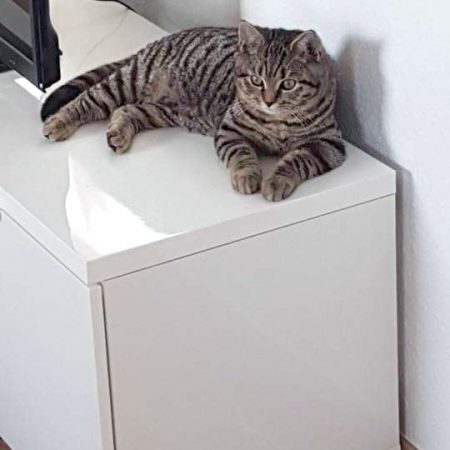 Kater Willi im neuen Zuhause / © 12.12.'16 Privat
