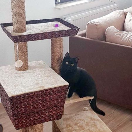 Kater Jupp im neuen Zuhause / © 12.12.'16 Privat