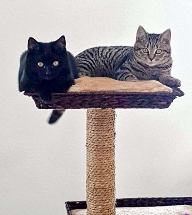 Kater Willi (r.) und Jupp im neuen Zuhause / © 12.12.'16 Privat