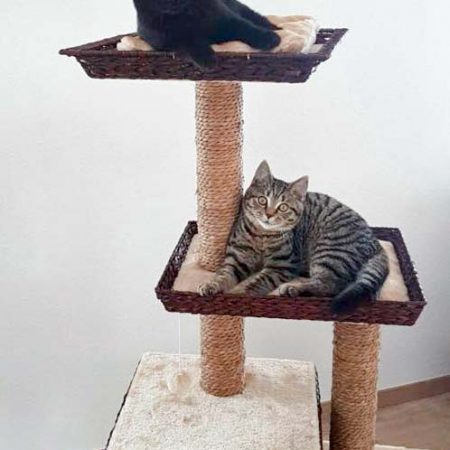 Kater Willi (u.) und Jupp im neuen Zuhause / © 12.12.'16 Privat
