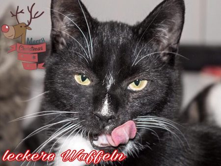 Unser Leckermäulchen Mäxchen freut sich schon ... / © 2016 Arche KaNaum (NH)