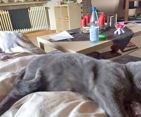 Kätzin Minna im neuen Zuhause / © 14.12.'16 Privat