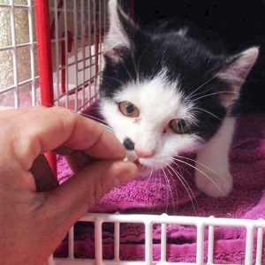 Kätzin Lilo / © 2016 Arche KaNaum (DN)